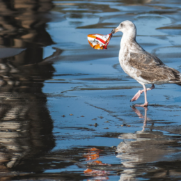 Seagull picking chips bag