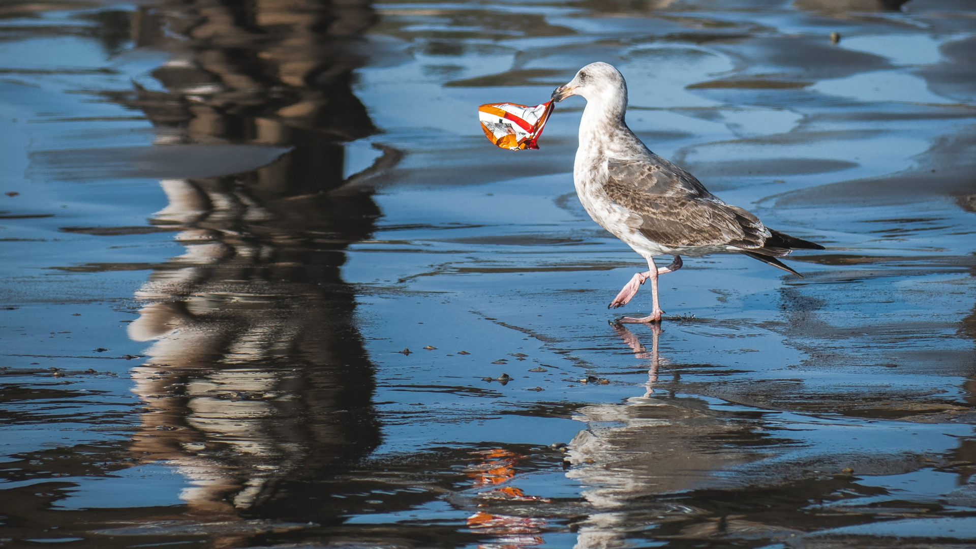 Seagull picking chips bag