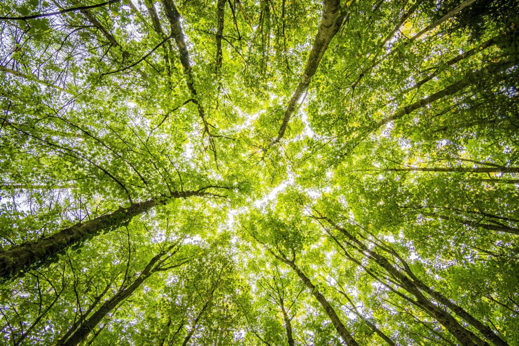 Canopy floor viewed from bottom, bright green tree.