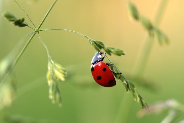 Ladybugs: Beloved Insects with Vibrant Colors – Nature Blog Network