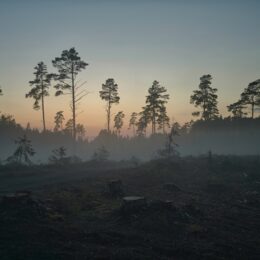 forest of cut down trees