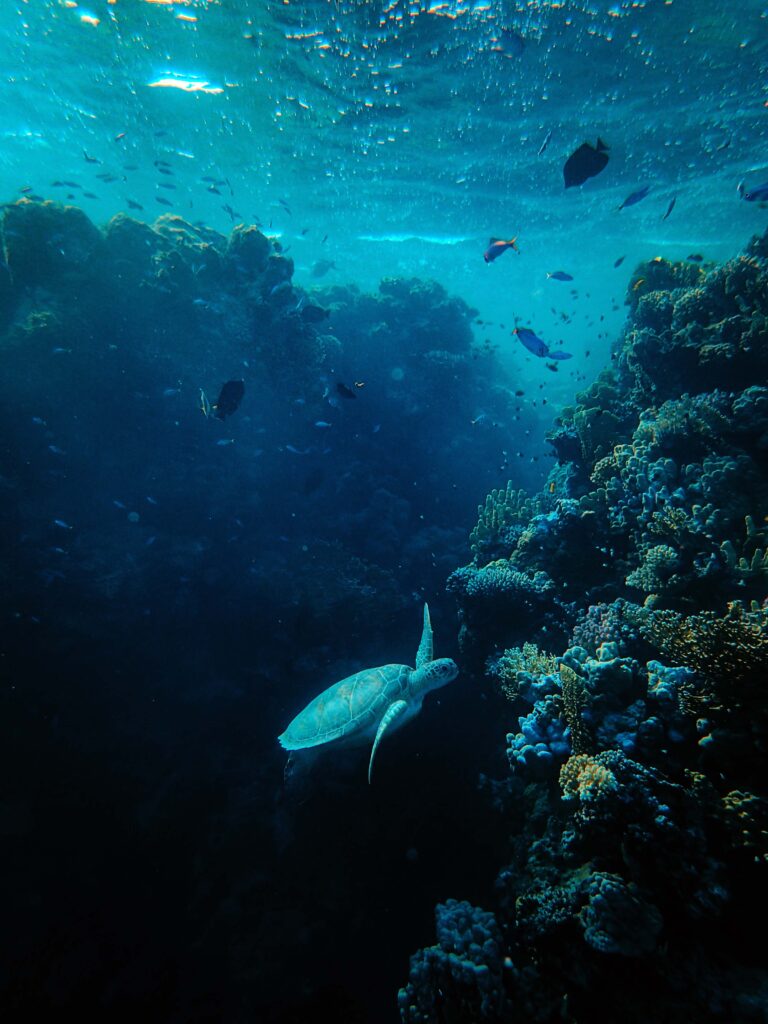 Deep Ocean