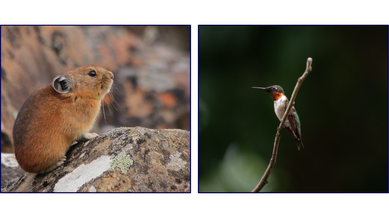 pika, ruby-throated hummingbird