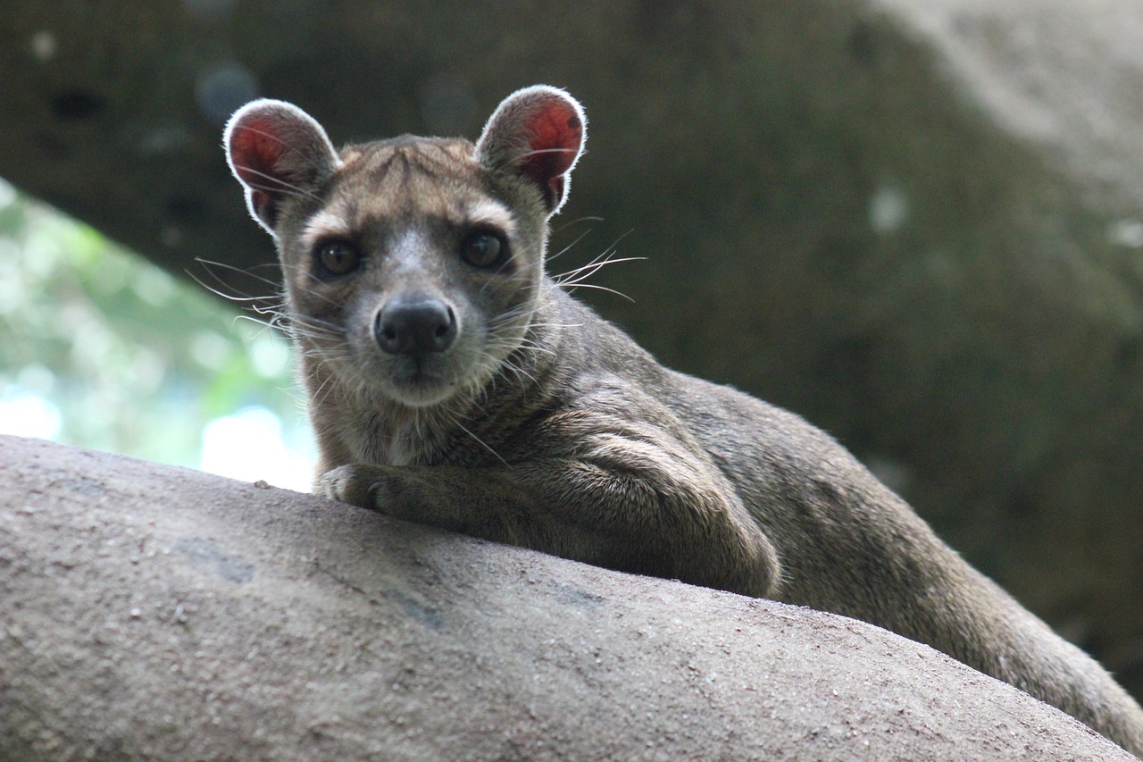 Fossa on a tree