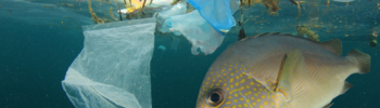 Fish and plastic