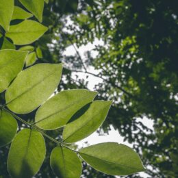 Canopy Leaves