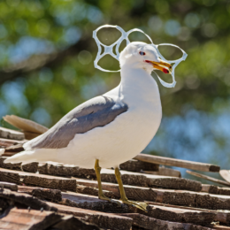 Bird in plastic