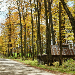 Cabin in Vermont