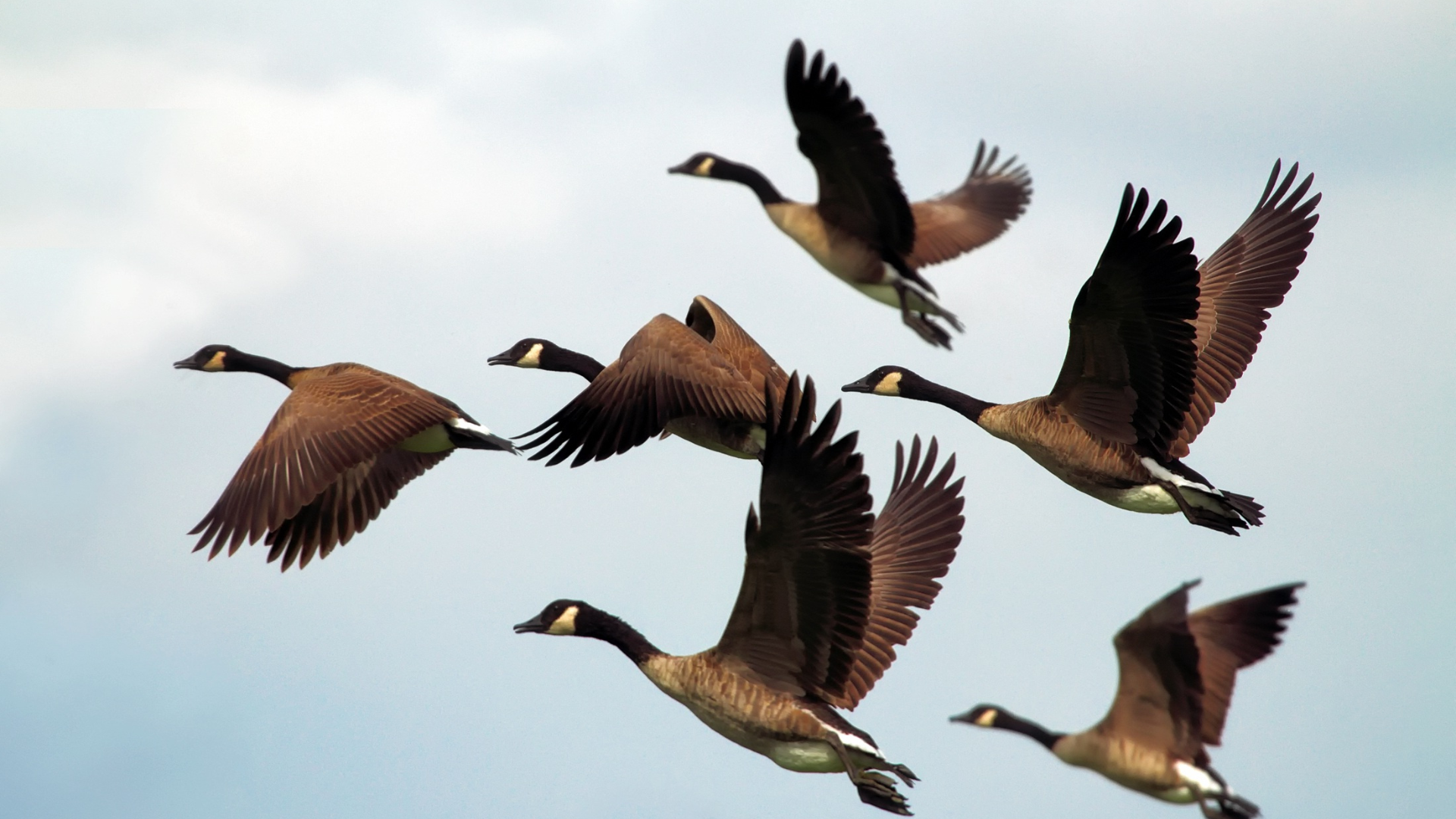 Flock of birds
