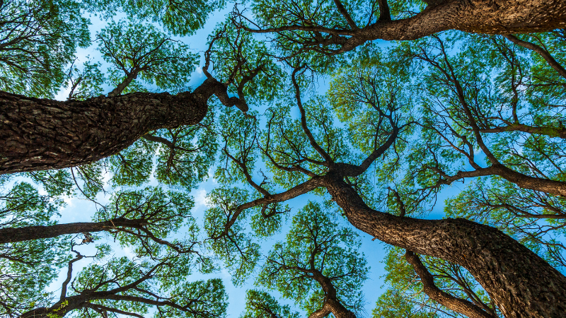 Tree canopy