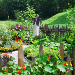Garden with a scarecrow