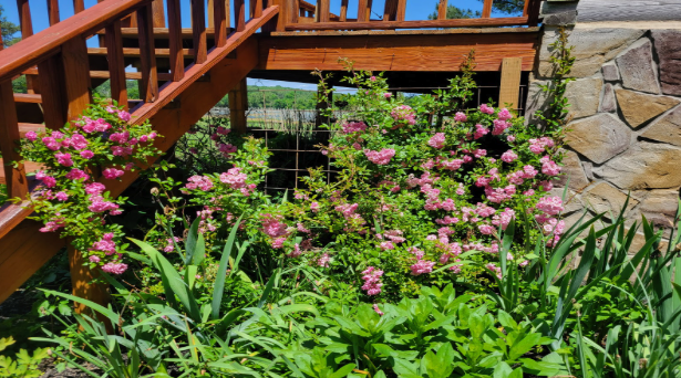 House garden