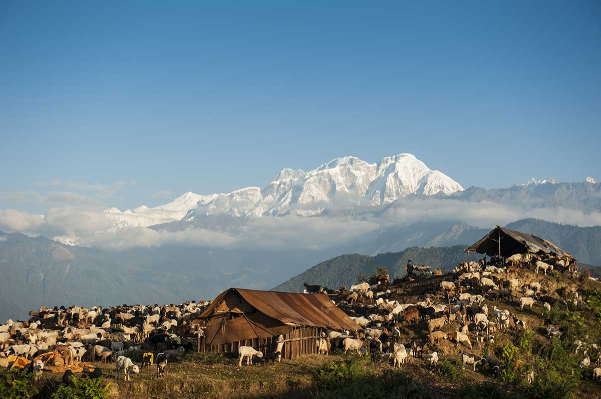 1_Sheep_Ghalegaun_Nepal