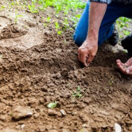 Hands working in the soil.