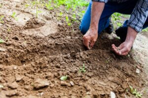 Hands working in the soil.