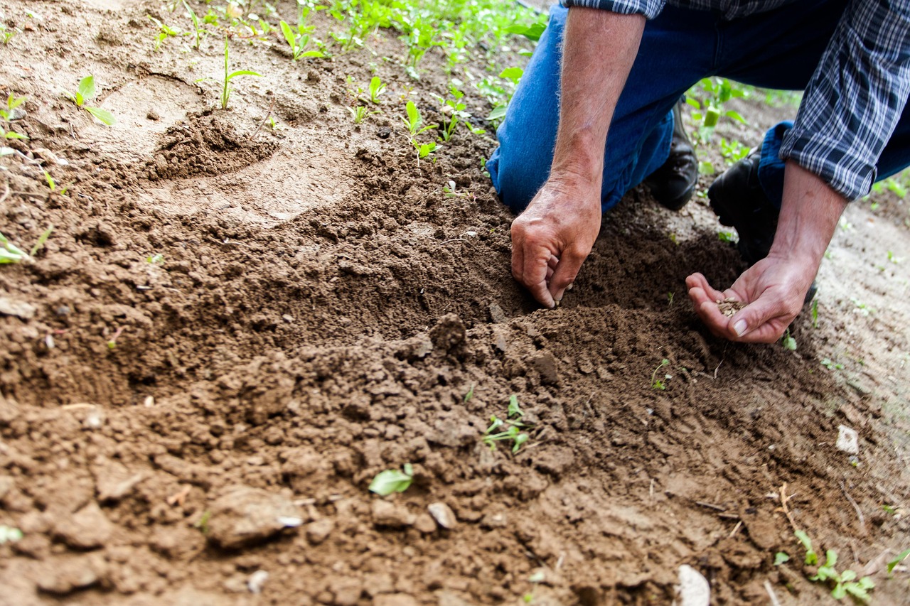 Hands working in the soil.