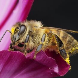 Bee on a purple flower.