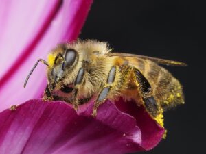 Bee on a purple flower.