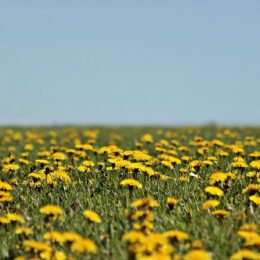 Dandelions in a field.