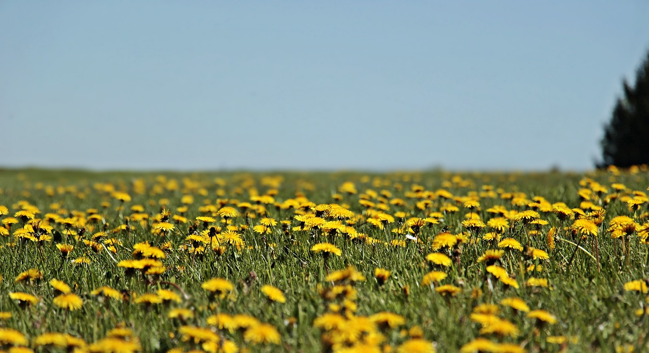 Dandelions in a field.