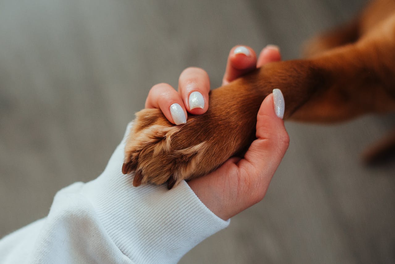 Human's hand holding an animal paw.