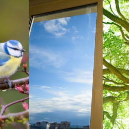 Bird, Sunlight through a window, tree.