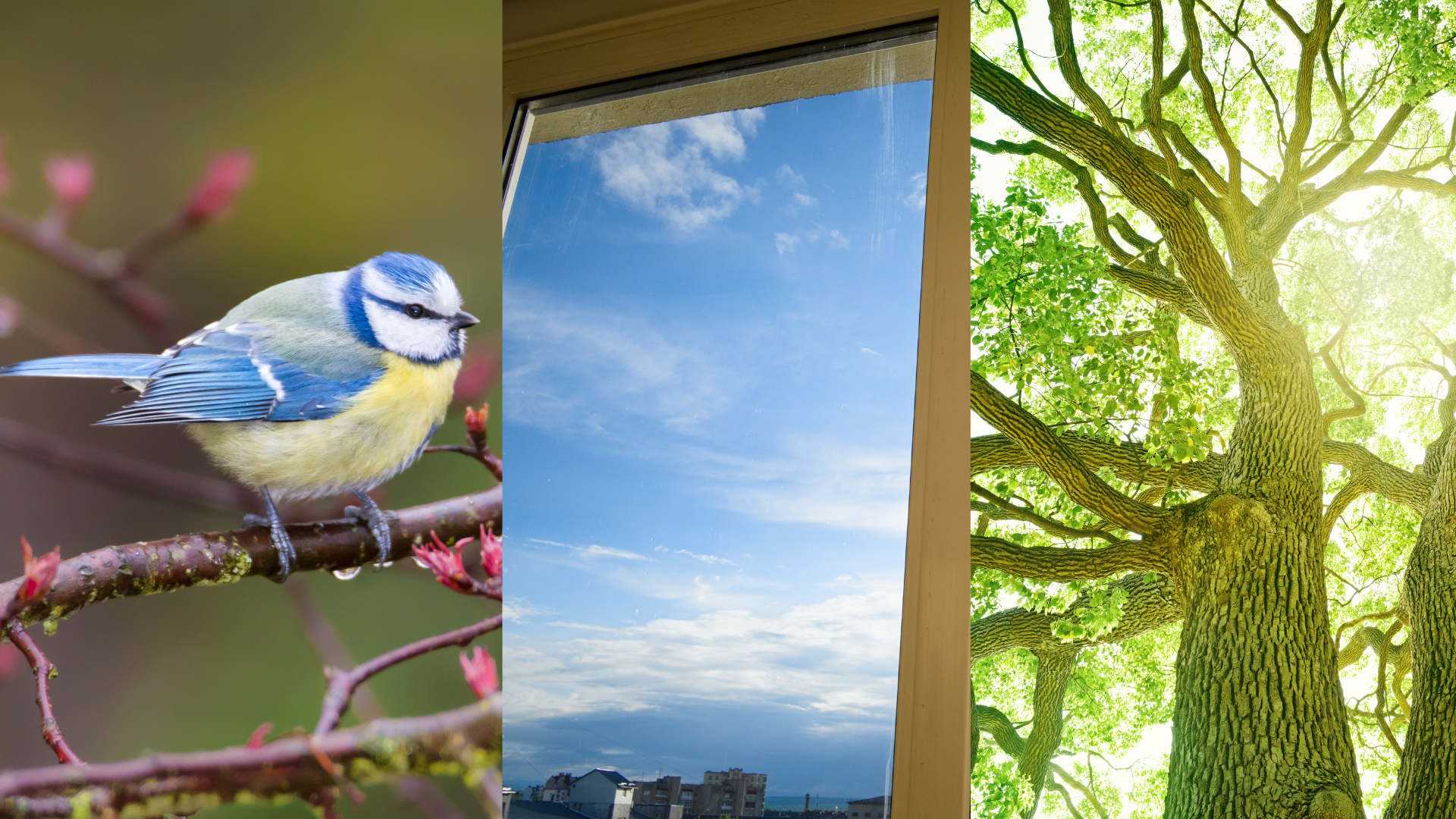 Bird, Sunlight through a window, tree.