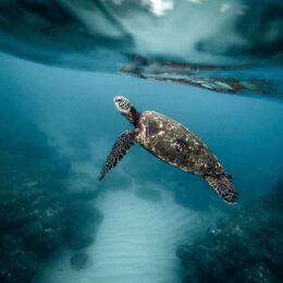 Sea turtle.