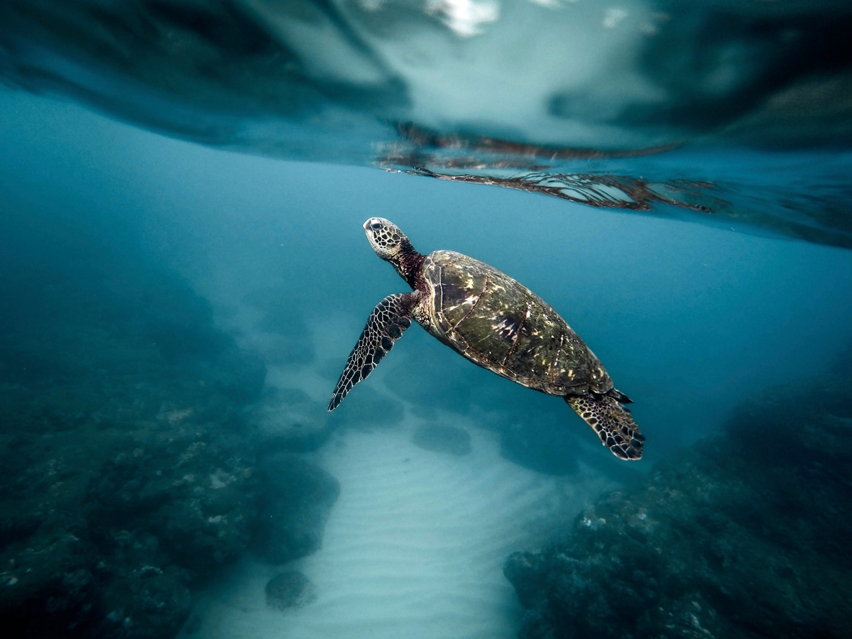 Sea turtle.