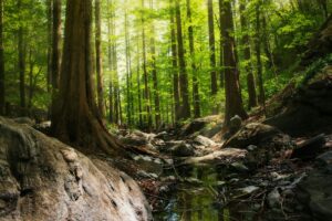 Forest floor.