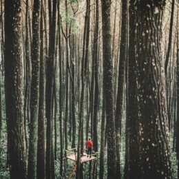 Man standing on a platform in a forest.