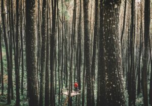 Man standing on a platform in a forest.