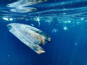 Plastic bag in the ocean.
