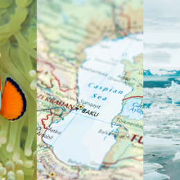 Triptych: Clownfish, Caspian Sea map, Ocean