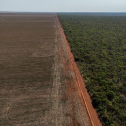 Deforestation in Cerrado.