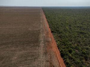 Deforestation in Cerrado.
