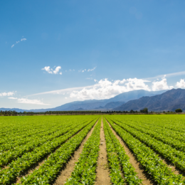 Rows of crops.