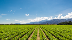 Rows of crops.