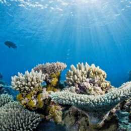 Bleached coral reefs.
