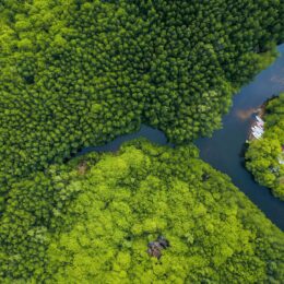 Aerial shot of mangroves