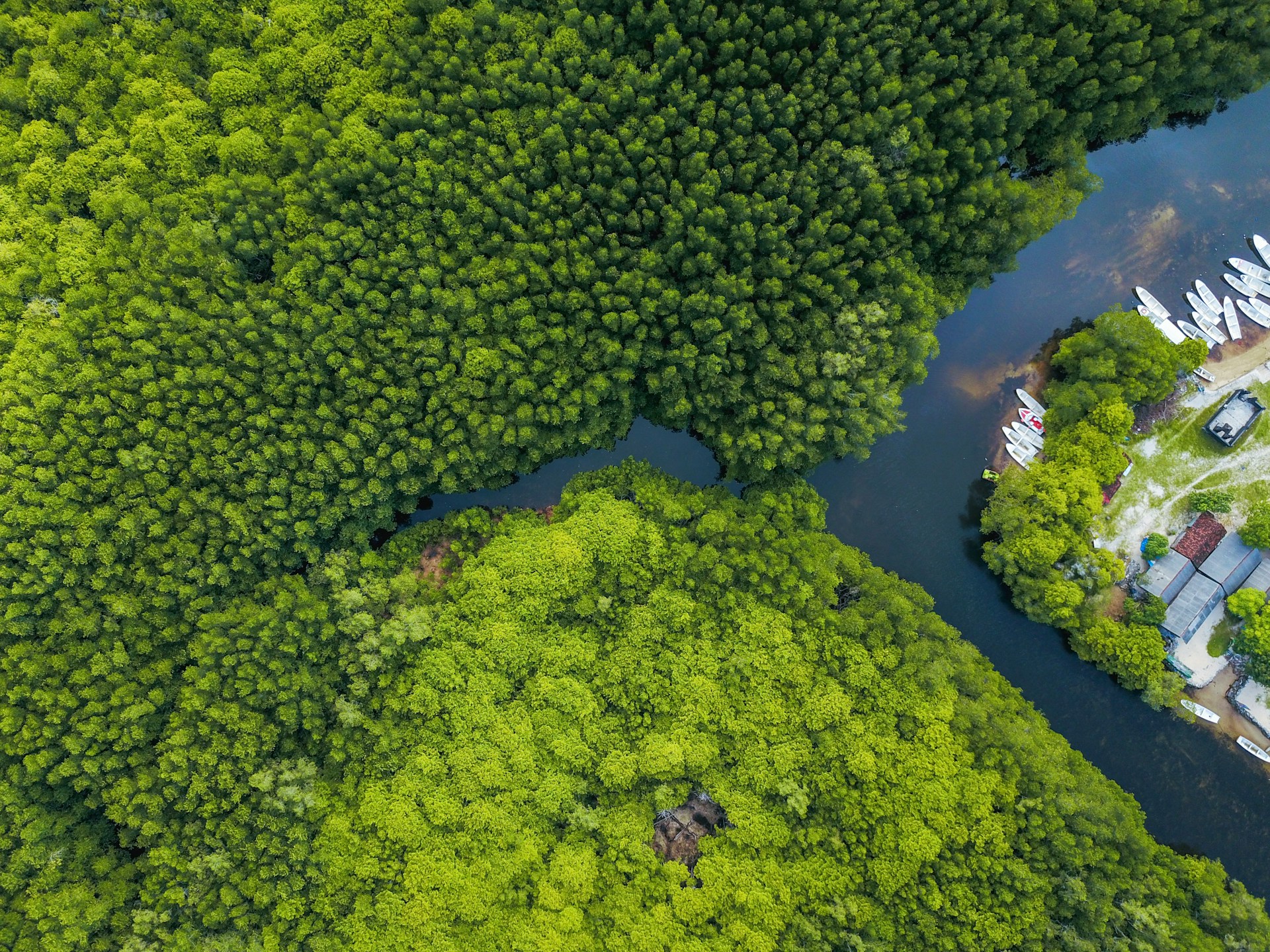 Aerial shot of mangroves