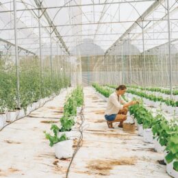 Woman working in greenhouse surrounded by plastics.