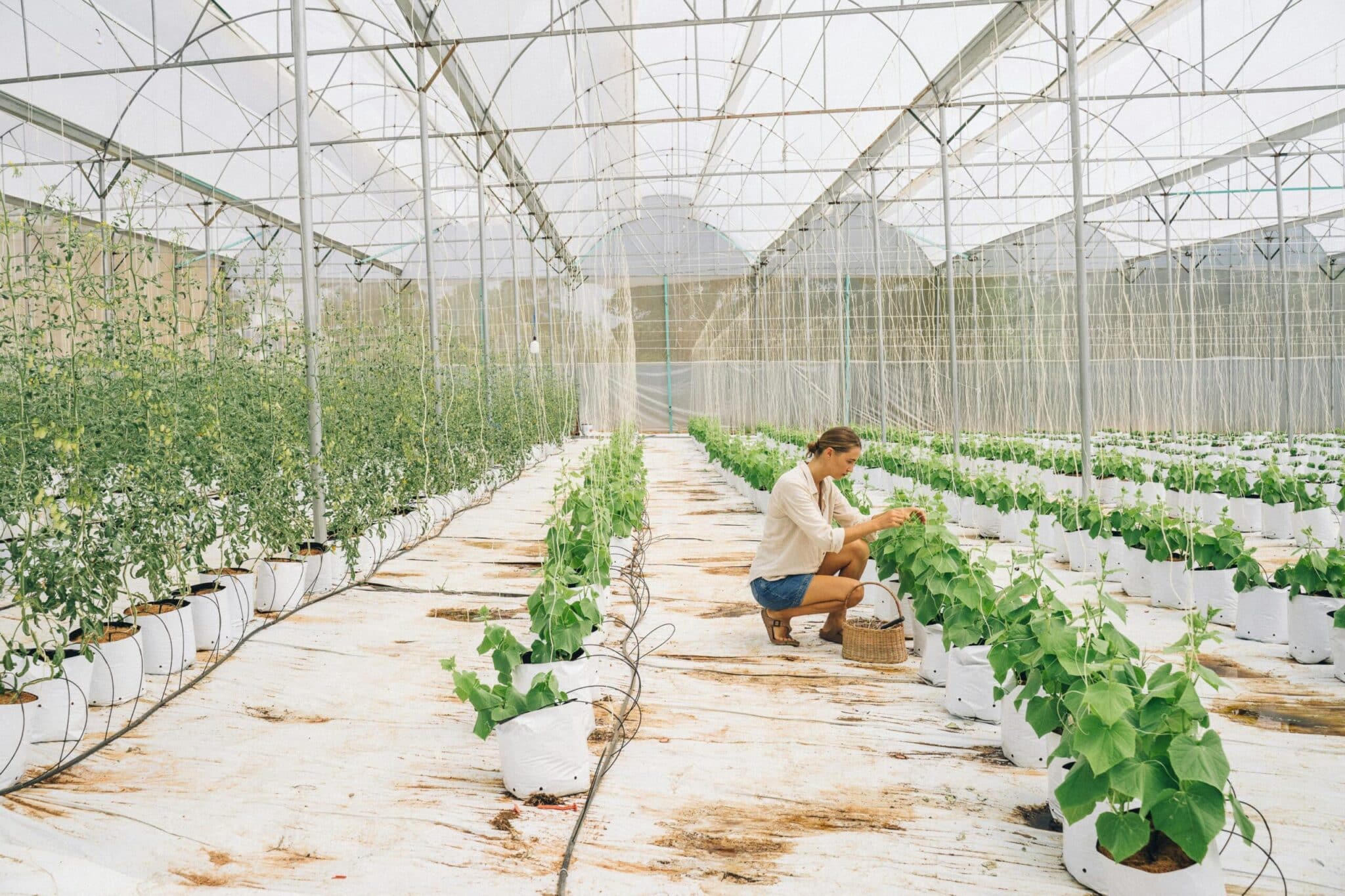 Woman working in greenhouse surrounded by plastics.