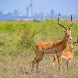 Antelope standing in front of a city skyline