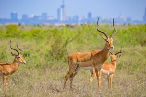 Antelope standing in front of a city skyline