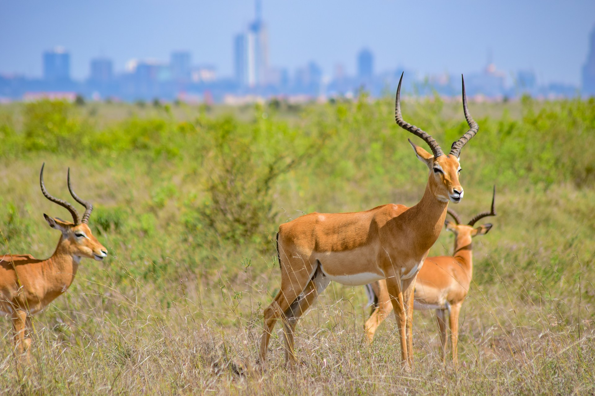 Antelope standing in front of a city skyline