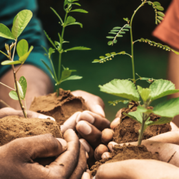 Hands holding saplings