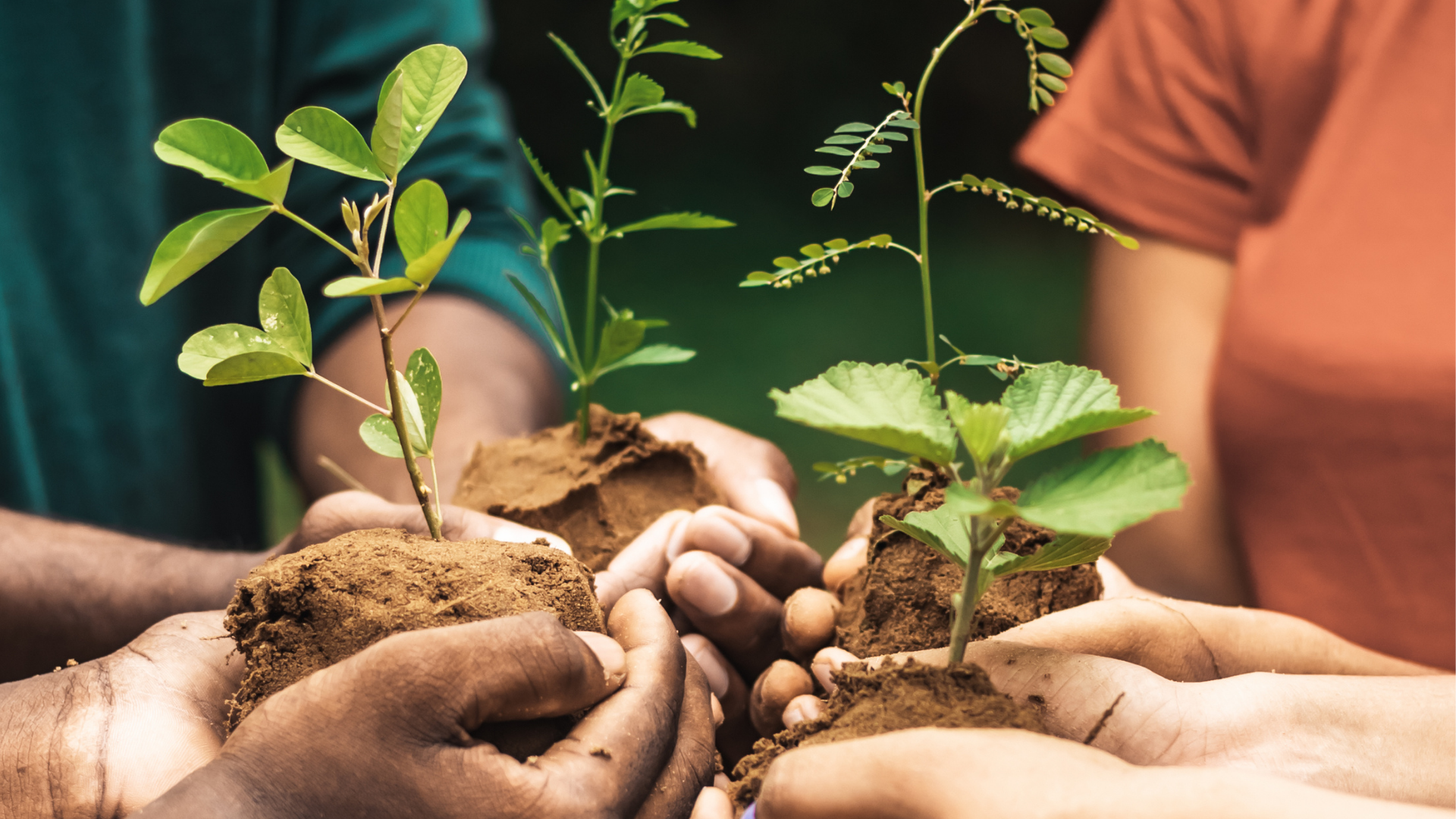 Hands holding saplings