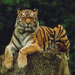 Tiger on a tree stump