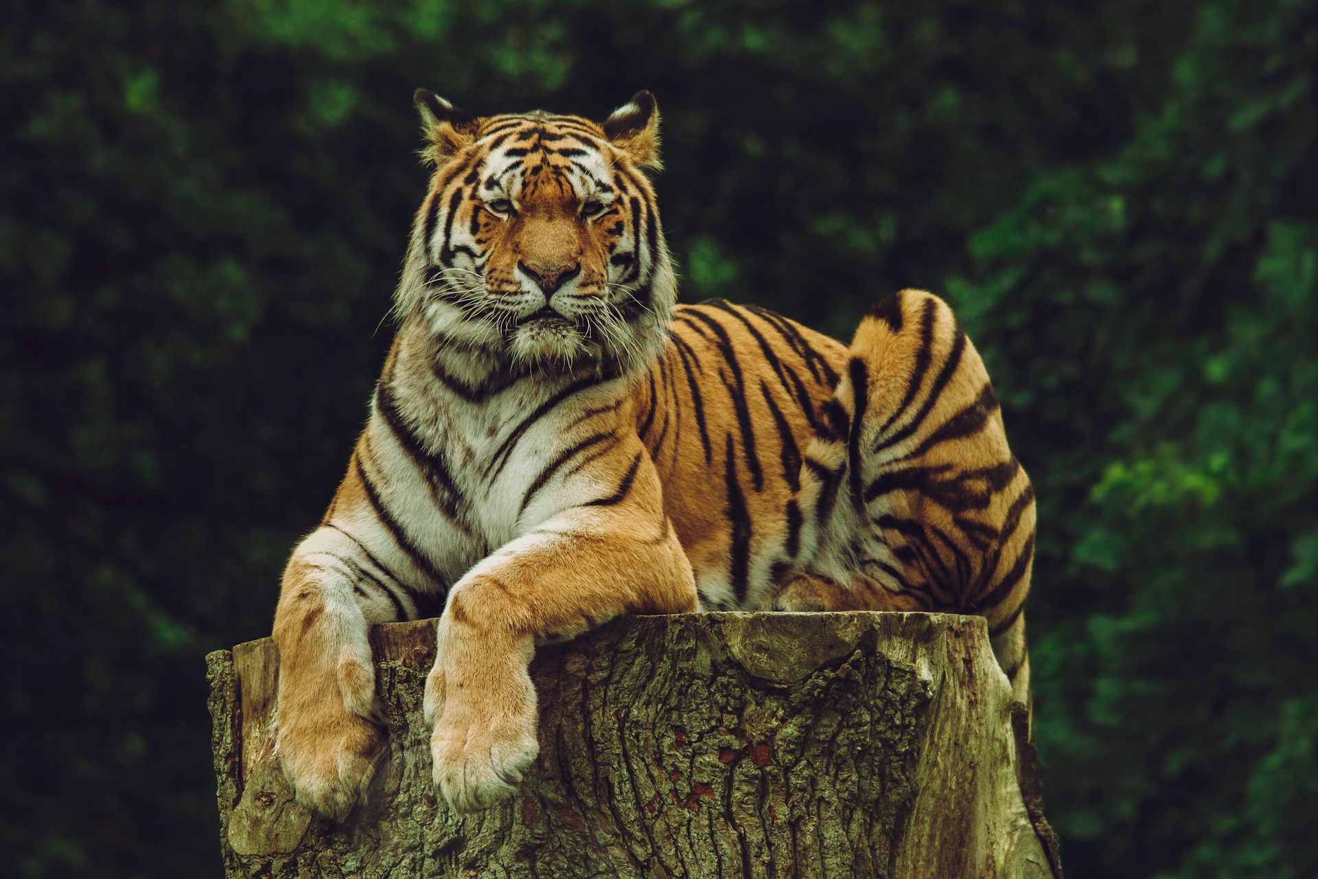 Tiger on a tree stump